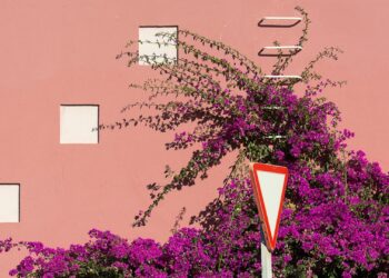 Jardín vertical DIY con palets: cómo construir una pared de plantas paso a paso