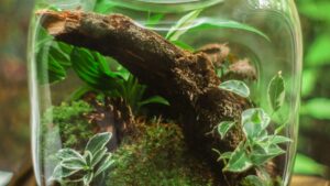 Cómo hacer un terrario paso a paso: guía para principiantes