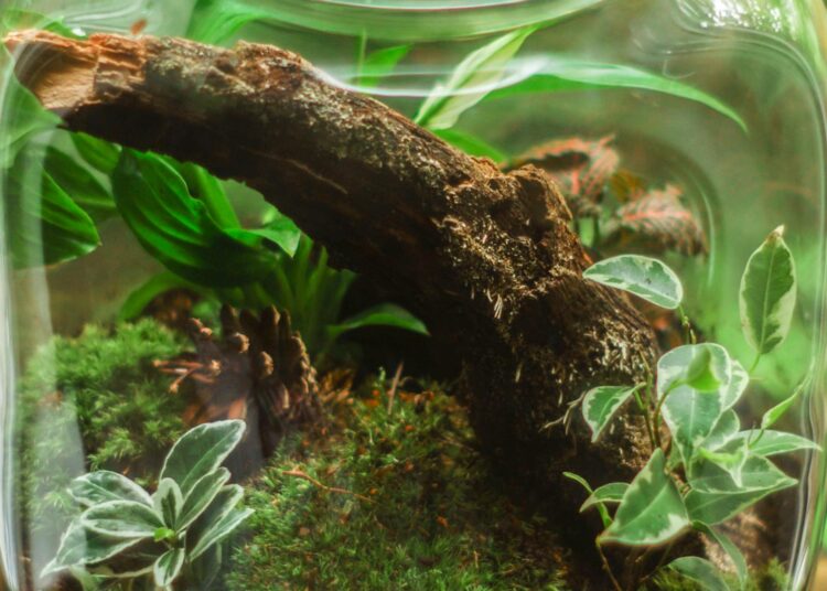 Terrario de vidrio con plantas, jardín en miniatura DIY paso a paso