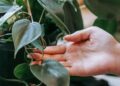 Colgador de macramé para plantas con maceta colgante de cuerda de algodón estilo boho