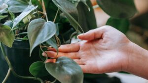Colgador de macramé para plantas paso a paso