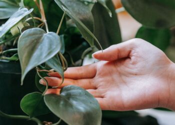 Colgador de macramé para plantas con maceta colgante de cuerda de algodón estilo boho
