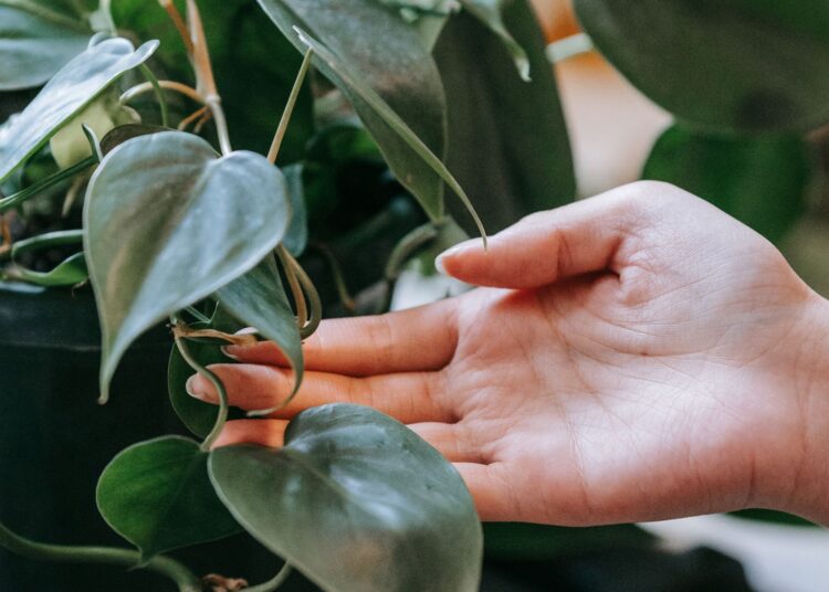 Colgador de macramé para plantas con maceta colgante de cuerda de algodón estilo boho