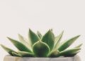 Maceteros de cemento hechos a mano con una suculenta plantada dentro sobre fondo claro
